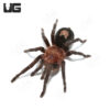 Peruvian Dwarf Star Tarantula (1 – 2.5”)