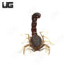 Pillar Tail Scorpion