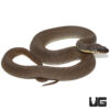 Plain Belly Water Snake