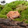 Raspberry Pacman Frog