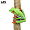 Red Eye Tree Frog