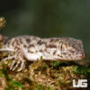 Rough Tailed Gecko