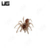 Tube Trapdoor Spider (.25-.75)