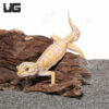 Adult Albino Leopard Gecko