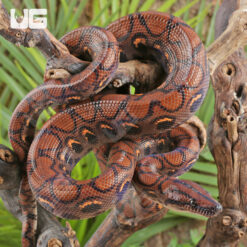 Brazilian Rainbow Boa