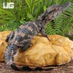 Juvenile Smooth Front Caiman