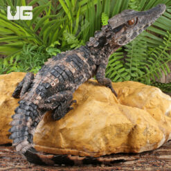 Juvenile Smooth Front Caiman