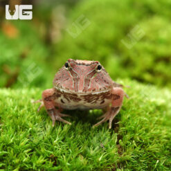 Red Fantasy Pacman Frog