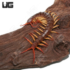 Thai Red Flame Centipede