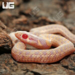 Yearling Albino Checkered Garter Snake