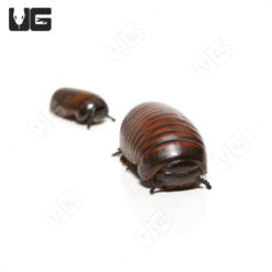 Emerald Banded Pill Millipede
