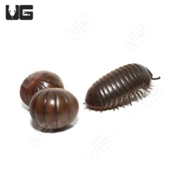 Fuzzy Pill Millipede