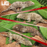 Baby Leachianus Gecko Breeders Choice