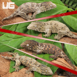 Baby Leachianus Gecko Breeders Choice