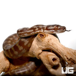Baby Caramel Coastal Carpet Python