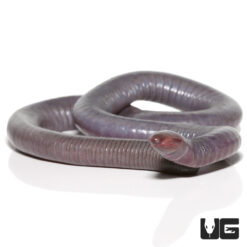 Congo Caecilian