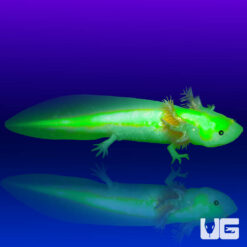 GFP Leucistic Axolotl (2 - 3")