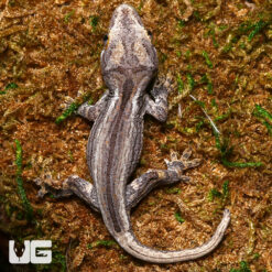 Baby Striped Gargoyle Gecko