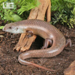 Major Skink