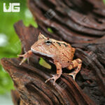 Red Suriname Horned Frog