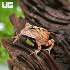 Red Suriname Horned Frog