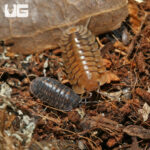 Red Tiger Isopods