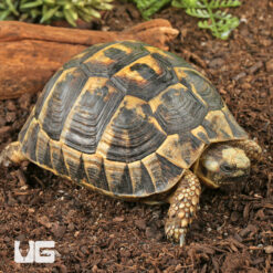 Tunisian Greek Tortoise PAIR