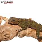 Plica Plica Lizard