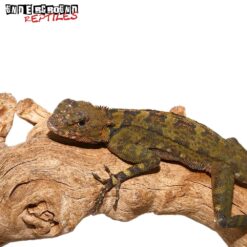 Plica Plica Lizard