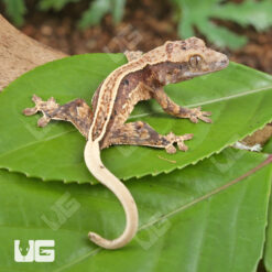 Baby Dalmatian Pinstripe Crested Gecko