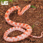 Baby Amel Cornsnake