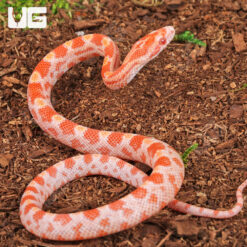 Baby Amel Cornsnake