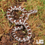 Baby Caramel Cornsnake