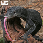Black Tree Monitor Pair