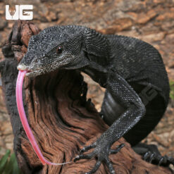 Black Tree Monitor