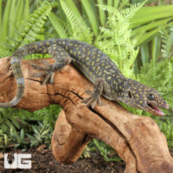 Diablo Tokay Gecko