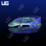 GFP Wildtype Axolotl (3 - 5")