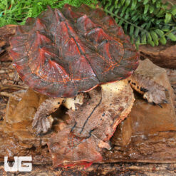 Juvenile Mata Mata Turtle