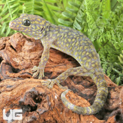 Diablo Tokay Gecko - Image 2