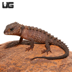 Baby White Eyed Crocodile Skink
