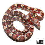 Baby Blood Red Cornsnake