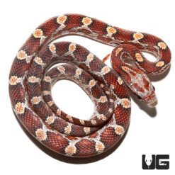 Baby Blood Red Cornsnake
