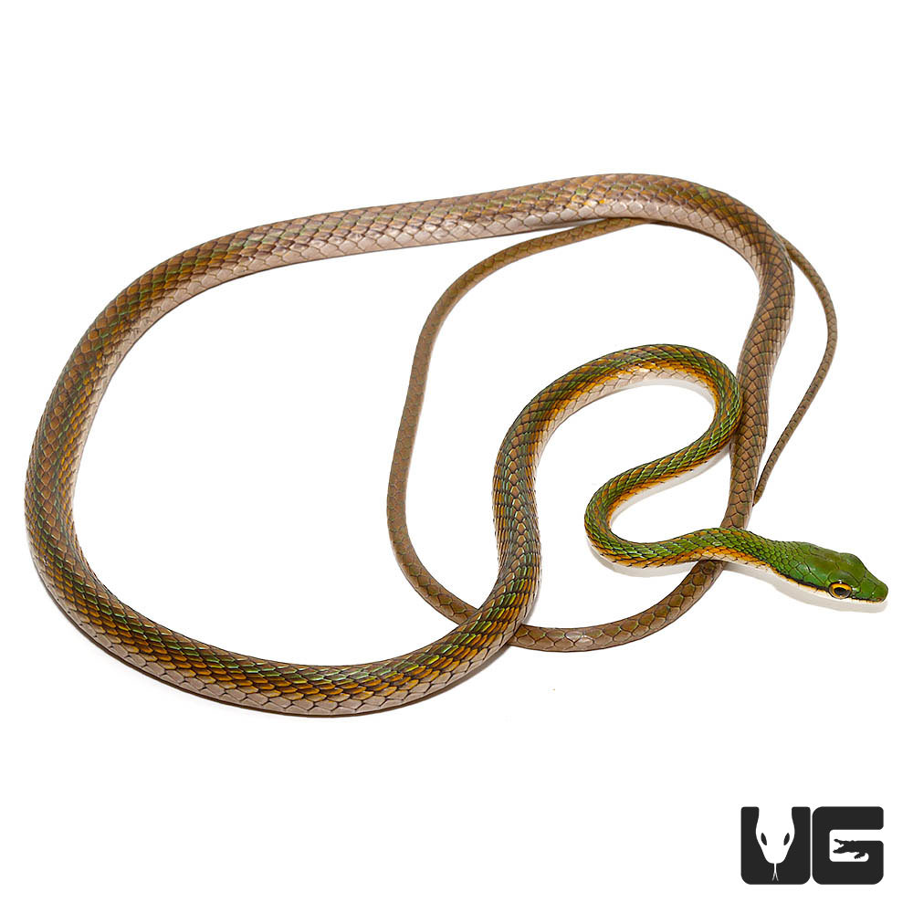 Quick Order - UGR Wholesale