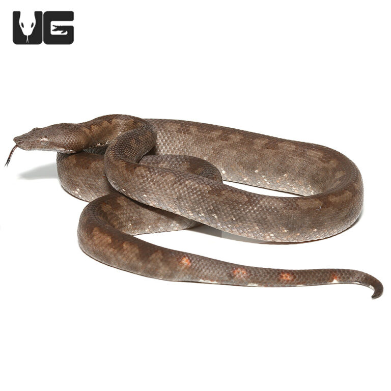 Wholesale Reptiles, Amphibians, Inverts & More - UGR Wholesale