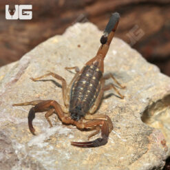 Thai Bark Scorpion
