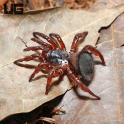Thai Hourglass Trapdoor Spider (.25 - 1”)