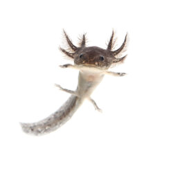 Wildtype Axolotl (2-3")