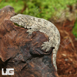 Baby GTX Poss Het Melanistic Leachianus Gecko