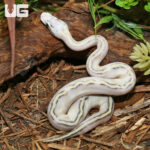 Baby Pastel Puma Ball Python