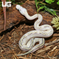 Baby Pastel Puma Ball Python